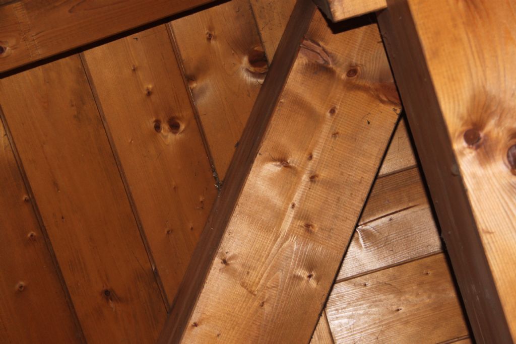 Larve sul soffitto:......Dermestidae ???